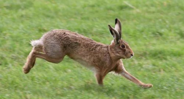 Proč může králičí samice udržet otce mimo období rozmnožování